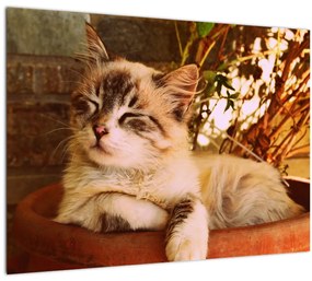 Tablou pe sticlă cu pisica în ghiveci (70x50 cm)