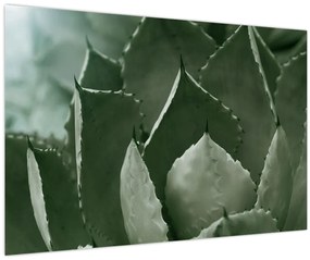Tablou - Agave verde (90x60 cm)