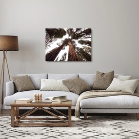 Tablou pe sticlă - Privire prin vârfurile copacilor (70x50 cm)