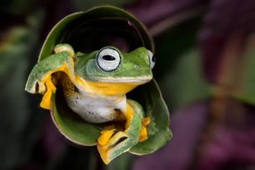 Fotografie Flying Tree Frog, Linda D Lester