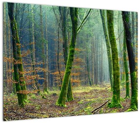 Tablou pe sticlă cu pădure (70x50 cm)
