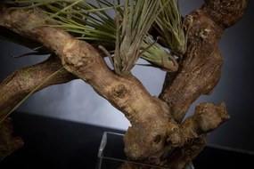 Aranjament floral mediu design LUX CUBE TRUNK VINE