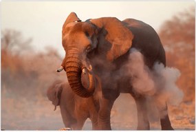 Tablou - Marele elefant african (90x60 cm)