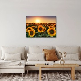 Tablou - Floarea soarelui (70x50 cm)
