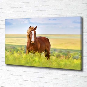 Print pe canvas Cal maro