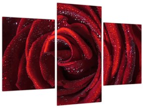 Tablou - Trandafir roșu cu picături de rouă (90x60 cm)