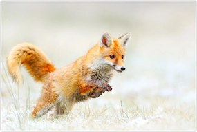 Tablou - Vulpe care sare (90x60 cm)