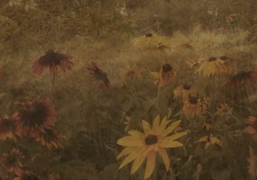 Tapet Dreamy Rudbeckia, Vintage, Rebel Walls