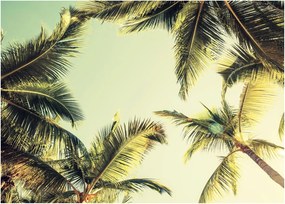 Tablou - Palmieri de cocos (70x50 cm)