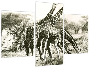 Tablou - Girafe, de epocă (90x60 cm)