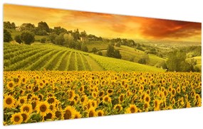 Tablou - Câmp de floarea-soarelui (120x50 cm)