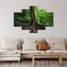 Tablou - Copac bătrîn cu rădăcini (150x105 cm)