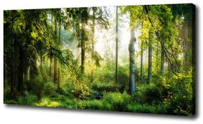 Imprimare tablou canvas Pădurea de dimineață la soare