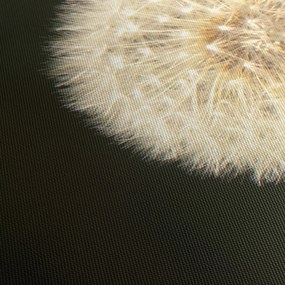 Tablou cu păpădie gri (120x50 cm)
