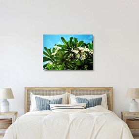 Tablou pe sticlă - Plumeria (70x50 cm)