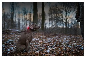 Lanternă LED pentru zgardă Red – Orbiloc