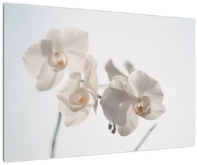 Tablou cu orhidee albă (90x60 cm)