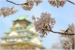 Tablou - Sakura (90x60 cm)