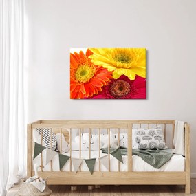 Tablou - Flori Gerbery (90x60 cm)