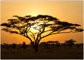 Tablou - Savana africană (70x50 cm)