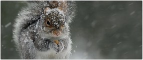 Tablou - Veveriță iarna (120x50 cm)