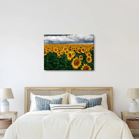 Tablou câmpului de floarea soarelui (70x50 cm)