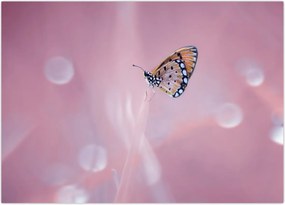 Tablou - Fluture (70x50 cm)