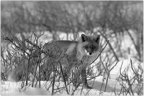 Tablou - Vulpe în timpul iernii (90x60 cm)