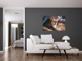 Tablou cu leul dormind (90x60 cm)