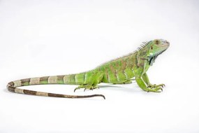 Fotografie Green iguana (Iguana iguana) on white background, Arun Roisri