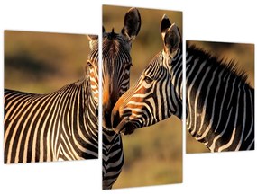 Tablou - Două zebre (90x60 cm)