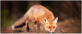 Tablou - Vulpe in pădure (120x50 cm)