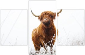 Tablou - Vacă scoțiană (90x60 cm)