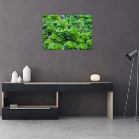 Tablou pe sticlă - Aloe (70x50 cm)