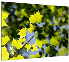 Tablou - frunze de arțar (70x50 cm), în 40 de alte dimensiuni noi