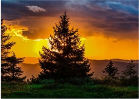 Tablou - coniferi (70x50 cm)