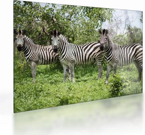 Tablou pe sticlă cu zebre (70x50 cm)