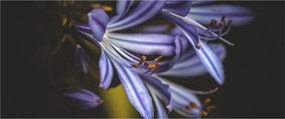 Tablou - Lila (120x50 cm)