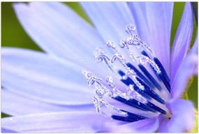 Tablou - Floare (90x60 cm)