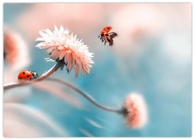 Tablou pe sticlă - Buburuze pe floare (70x50 cm)