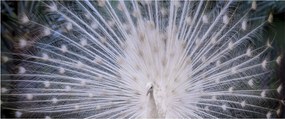 Tablou - Păun alb (120x50 cm)