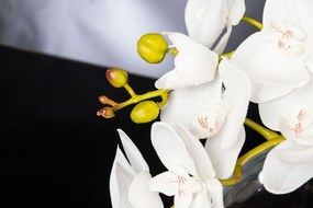 Aranjament floral mediu design LUX OVAL PHALAENO PLANT