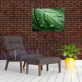 Tablou - Detaliu de frunze după ploaie (70x50 cm)