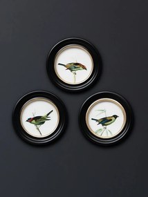 Set 3 tablouri, Colored Birds