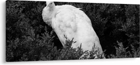 Tablou - Păun,alb-negru (120x50 cm)