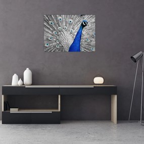 Tablou pe sticlă - păun albastru (70x50 cm)
