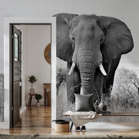 Fototapet - Elefant african (147x102 cm)