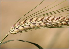 Tablou - Grâu (70x50 cm)