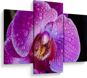 Tablou detailat cu floare de orhidee (90x60 cm)