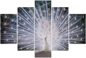 Tablou - Păun alb (150x105 cm)